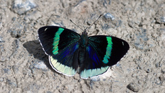 Diaethria eluina