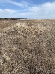 Dicranum condensatum