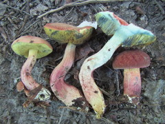 Xerocomellus ripariellus