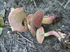 Xerocomellus ripariellus