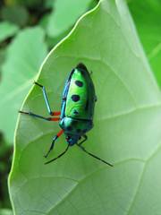 Calliphara excellens