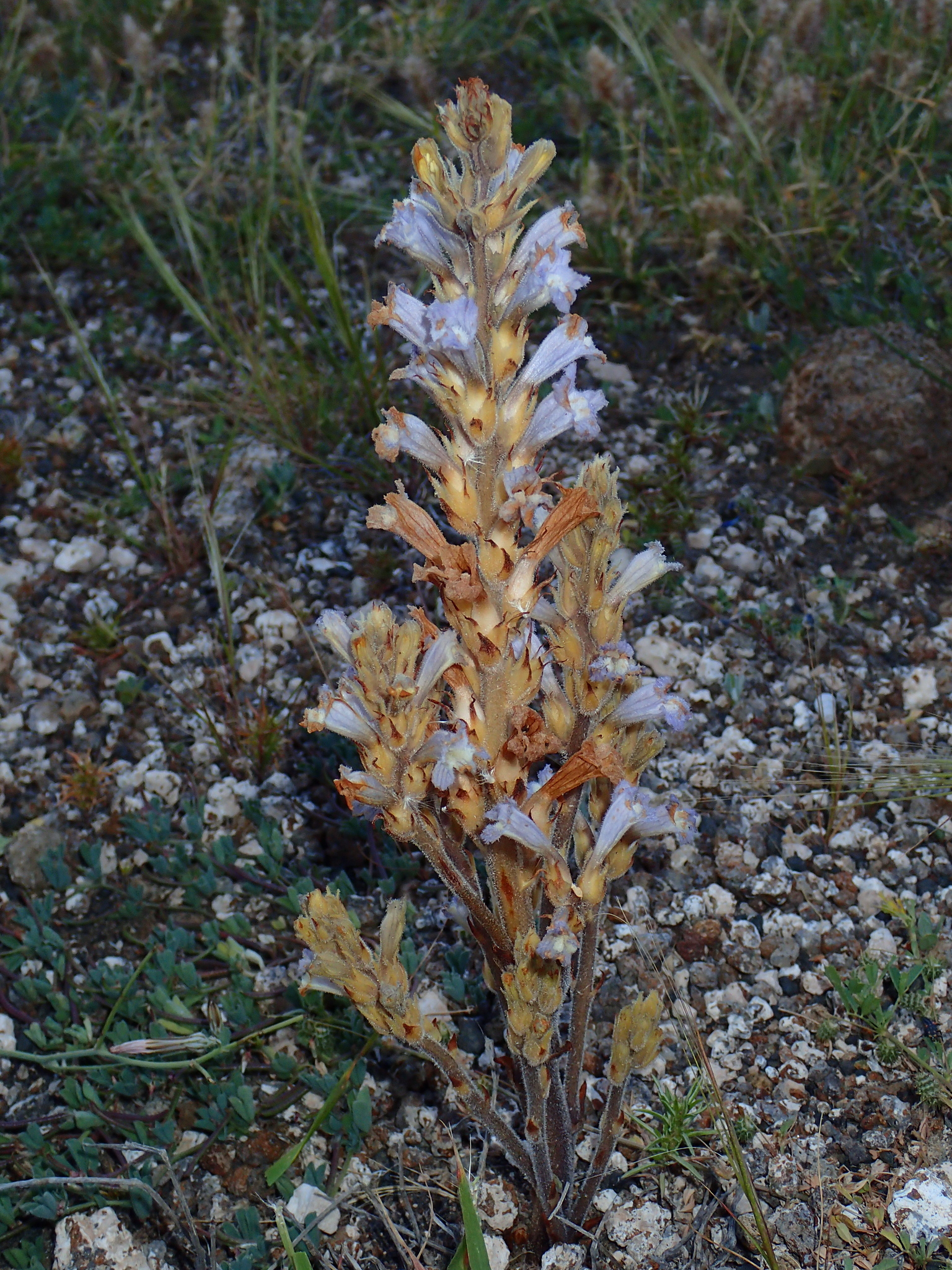 Phelipanche gratiosa