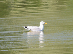Larus argentatus