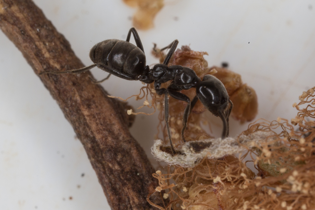 Anonychomyrma biconvexa