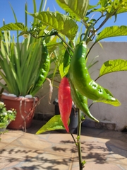 Pimenta