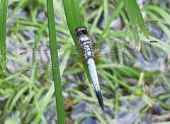 Brachydiplax chalybea