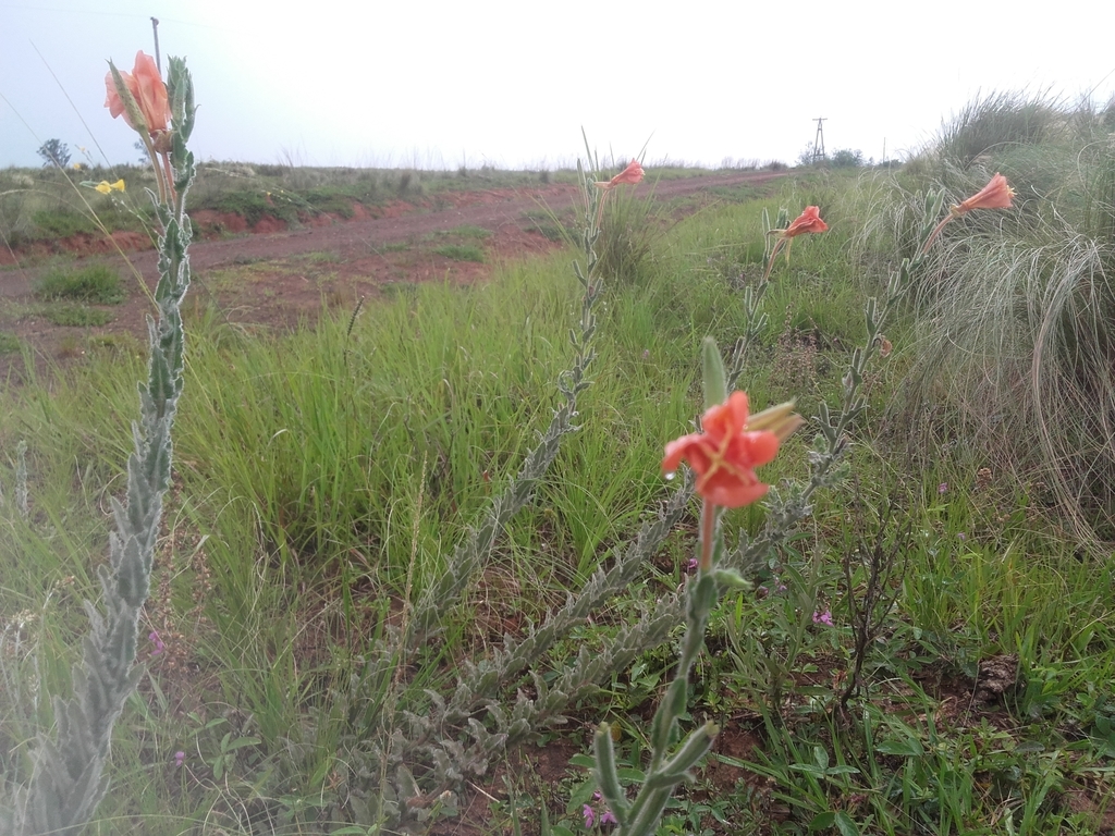 Oenothera ravenii