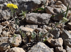Alyssum trichostachyum