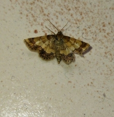 Cleta ramosaria