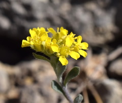 Alyssum trichostachyum