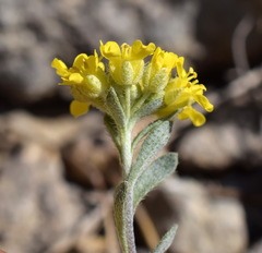 Alyssum trichostachyum