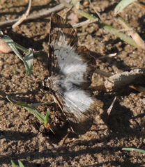 Antigonus emorsa