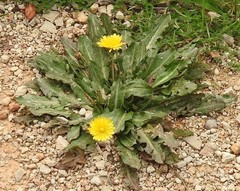 Taraxacum obovatum