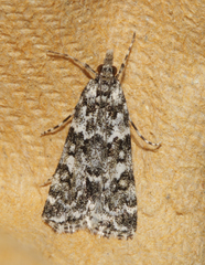 Eudonia lineola