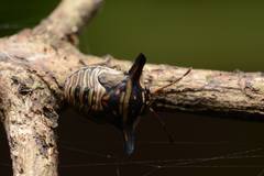 Alcimocoris japonensis
