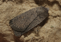 Caradrina flavirena