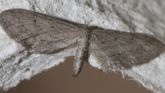 Idaea longaria