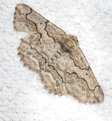Menophra japygiaria
