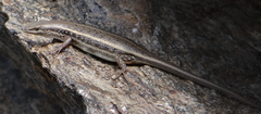 Trachylepis