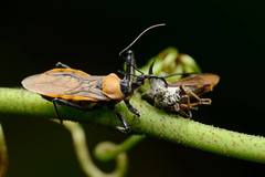 Biasticus flavinotus