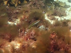 Halichoeres brownfieldi