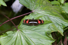 Heliconius telesiphe
