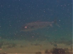 Seriola hippos