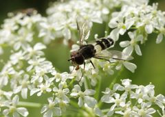 Leucozona laternaria