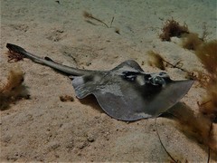 Trygonoptera personata