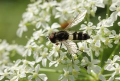 Leucozona laternaria