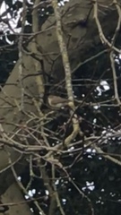 Phylloscopus collybita