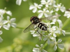 Leucozona laternaria
