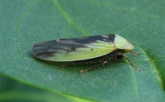 Ponana