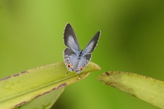 Everes lacturnus
