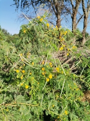 Vachellia macracantha