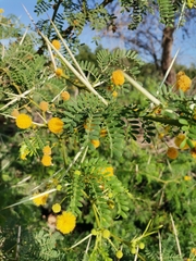 Vachellia macracantha