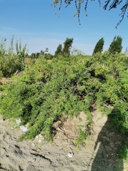 Vachellia macracantha