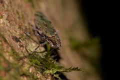 Errotasa neovalesiaca