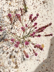 Erica pulchella