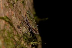 Errotasa neovalesiaca
