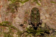 Errotasa neovalesiaca