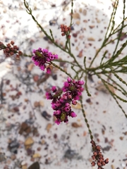 Erica pulchella