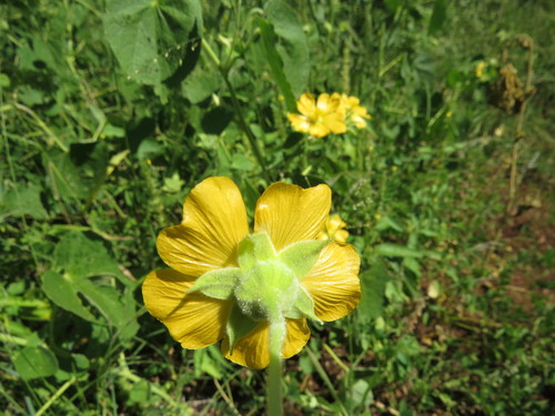 Abutilon guineense image