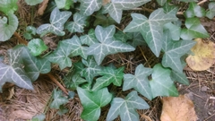 Hedera helix