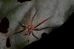 Ornodolomedes