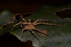 Ornodolomedes