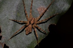 Ornodolomedes