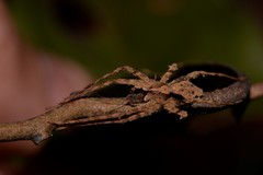 Ornodolomedes