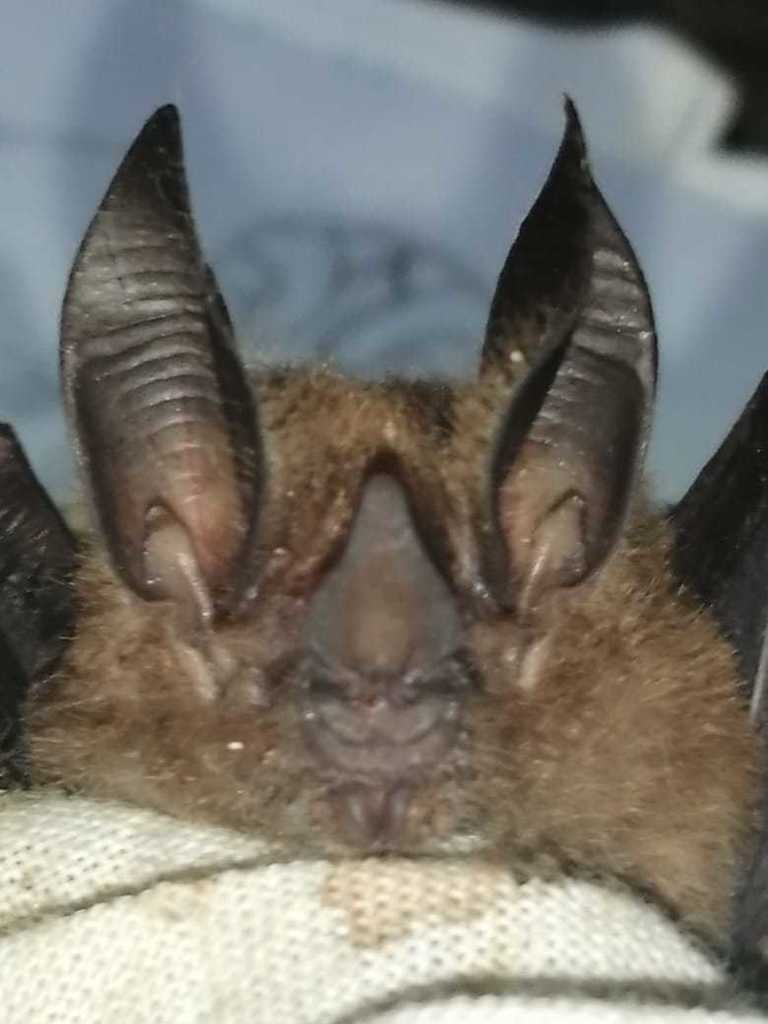 Common Big Eared Bat From Piojo Atl Ntico Colombia On February At Am By Meriele