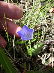 Campanula lasiocarpa